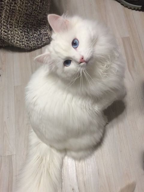 Tofu