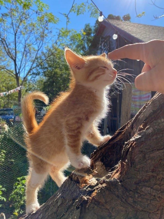 Miso
