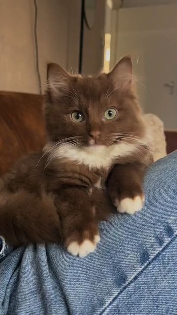 Cinnamon